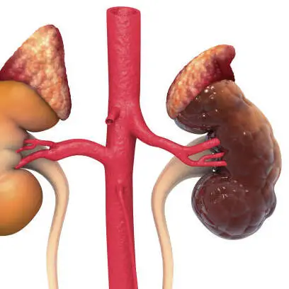 Kidney